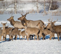 Барский Дом в Басаргино