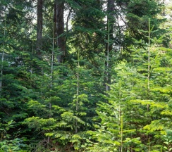 Двухместное шале с красивым видом из окна двуспальная кровать в Forest house resort