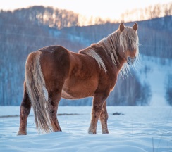 Номер в отеле в Басаргино