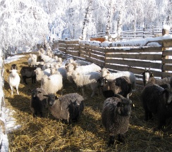 Русский Терем в Басаргино