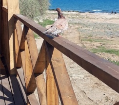 Коттедж Премиум с видом на море в 4 Сезона