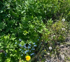 Дом в Виктория