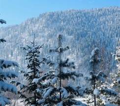 Стандарт в Телецкое Золотое