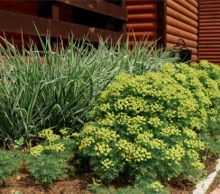 Улучшенный домик на троих в блоке В на первом этаже в Алые паруса