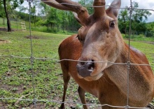 с. Крымгиреевское: Глэмпинг Deer farm