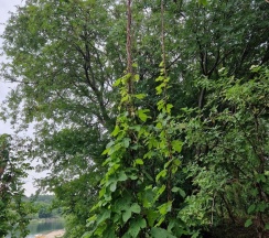 4-местный коттедж стандарт Кусто №2 в Кусто