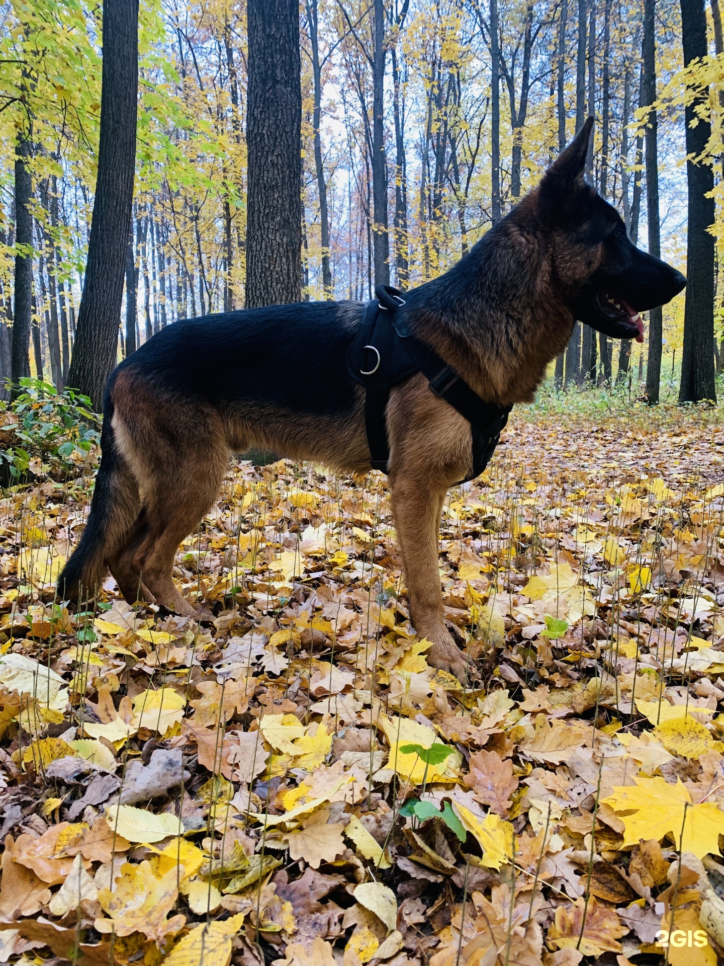 Akita, профессиональная школа дрессировки собак, Сююмбике, 9, Нижнекамск —  2ГИС