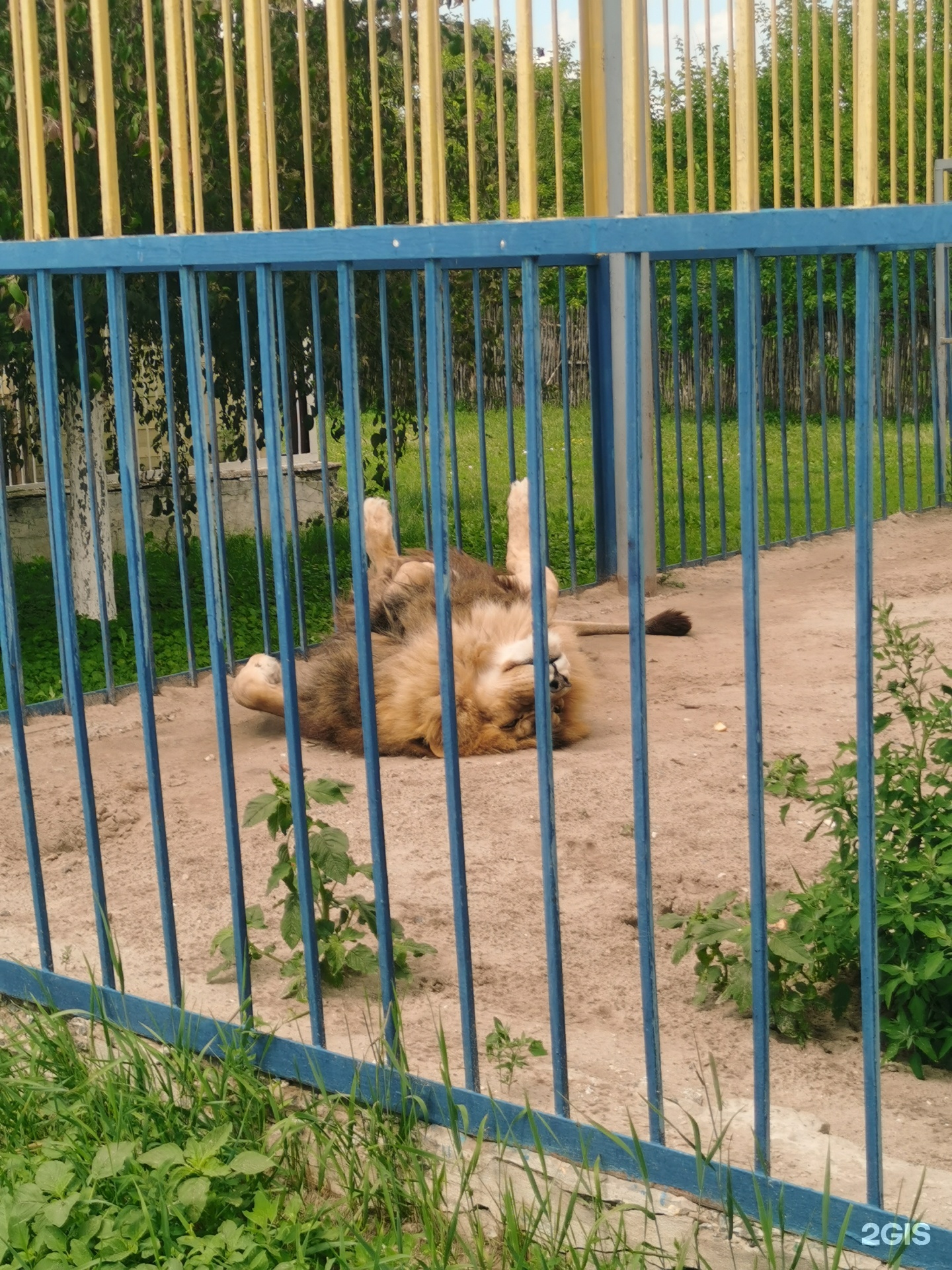 Старооскольский зоопарк, переулок Золотой Фазан, 2а, х. Чумаки — 2ГИС