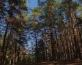 Лесники: отзыв от Марина Берсенева