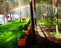 Royal Forest: отзыв от Диана Саакян