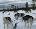 Husky camp: отзыв от N Y