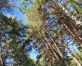 Nature village: отзыв от Анютка .