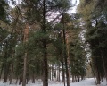 Кедровый бор: отзыв от Ксения Ксения