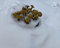 Млечный путь: отзыв от Галина Борзых