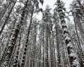 The Lagom: отзыв от Яна Кузьменко