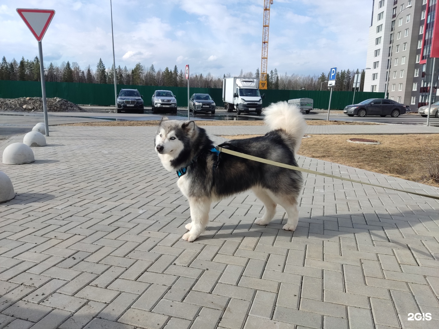 Молли, груминг-салон, ЖК Каскад, проезд Алексея Афанасьева, 3, Петрозаводск  — 2ГИС