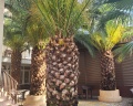 Palma park: отзыв от Alena Lys