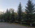 Барбарис: отзыв от Ирина М