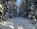 Ель Комфорт: отзыв от Станислав Лукашевич