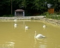 Енот: отзыв от Мария Колосова
