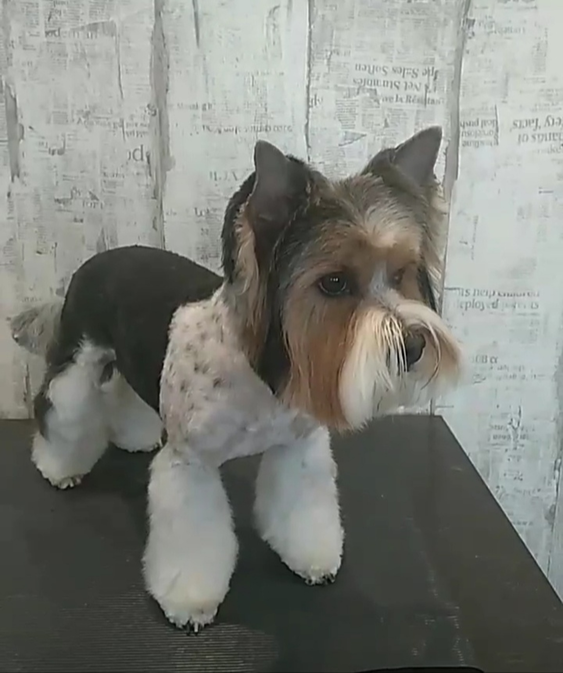 Grooming art, зоосалон, Ленина, 120, Тольятти — 2ГИС