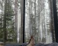 Forest lake: отзыв от Алекс Крузенштейн