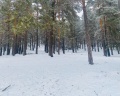 Вереск: отзыв от Екатерина Ложкина