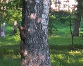 Дворцовый парк: отзыв от Витя Боровинских
