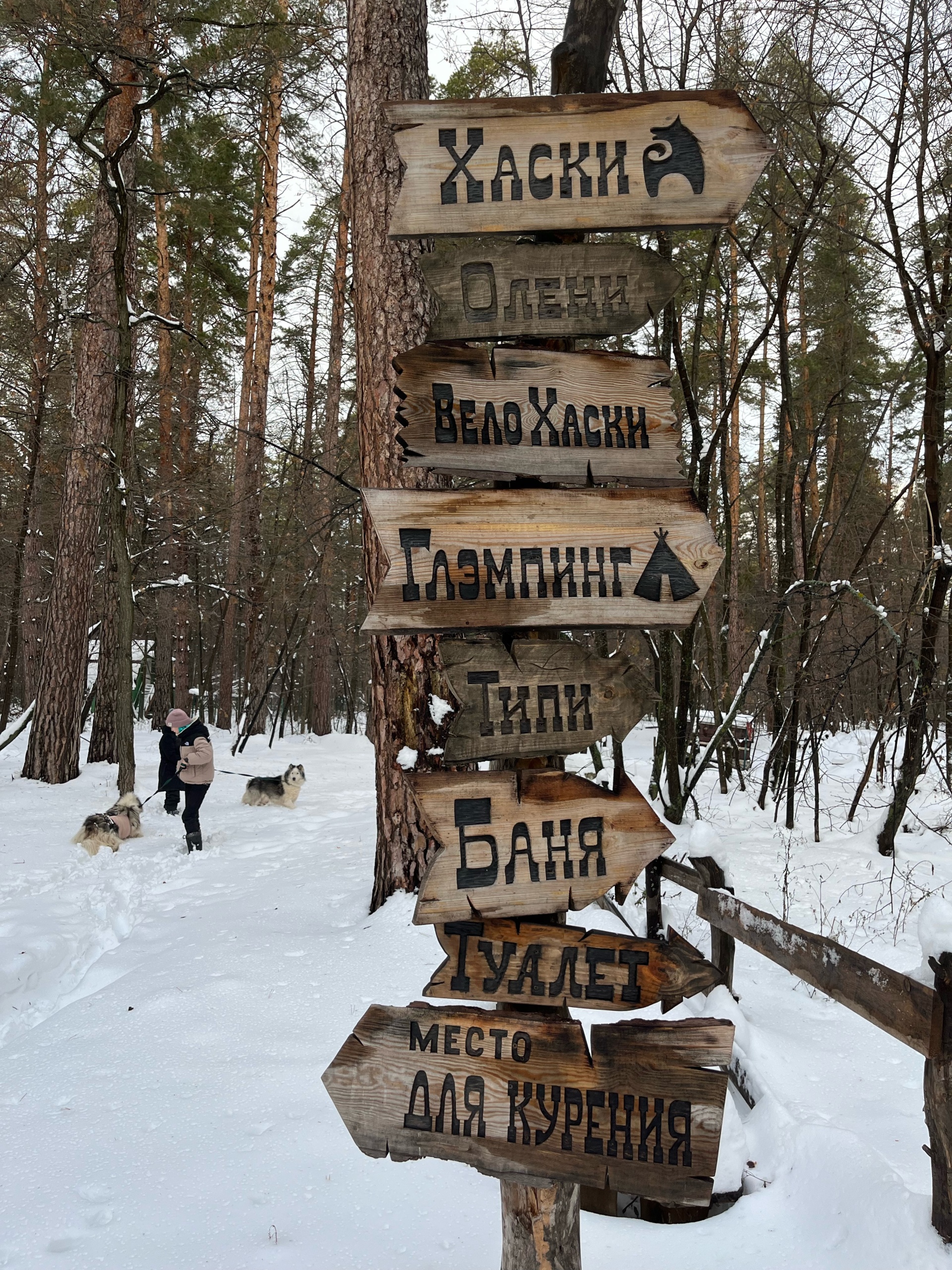 Серебро Севера, деревня ездовых собак, Серебро Севера, Ягодинское  лесничество, 8а, с. Ягодное — 2ГИС