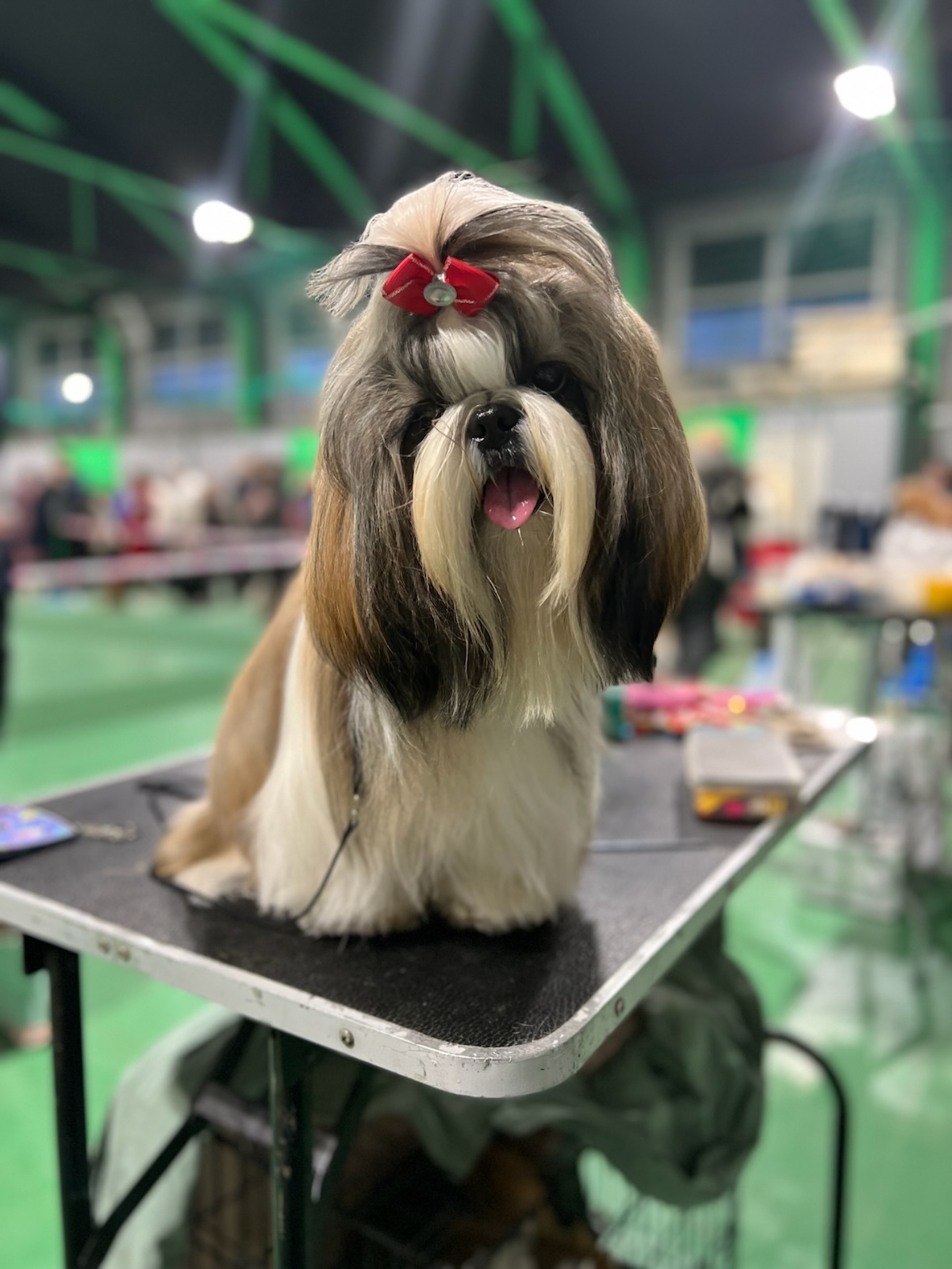 Dog City, зоосалон, Карла Маркса, 12, Архангельск — 2ГИС