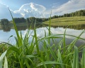 Березовый уют: отзыв от Елизавета Изотова