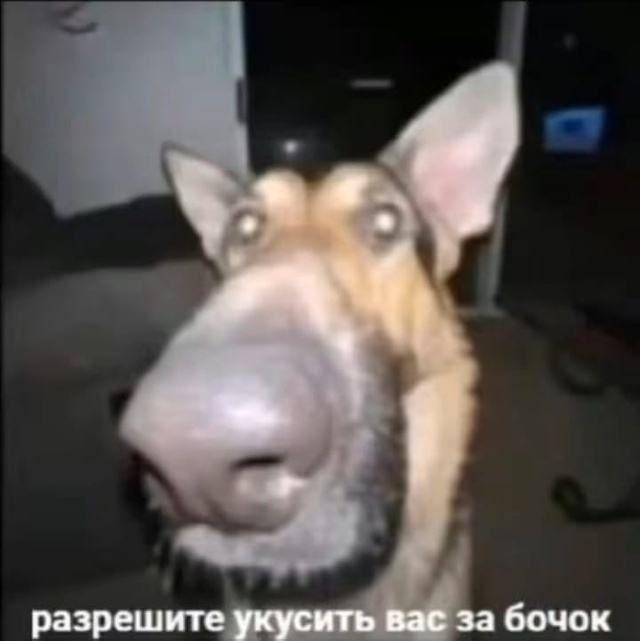 Без хозяйского присмотра Ричард стал Шариком - МК