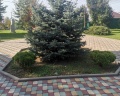 Афина: отзыв от Александр Якушев
