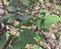Дендропарк «Кедровое озеро»: отзыв от Макс Корякин