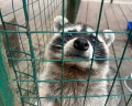 Романов Лес: отзыв от Дмитрий Печенин