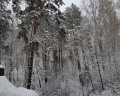 Хвоя: отзыв от Вера Бричеева