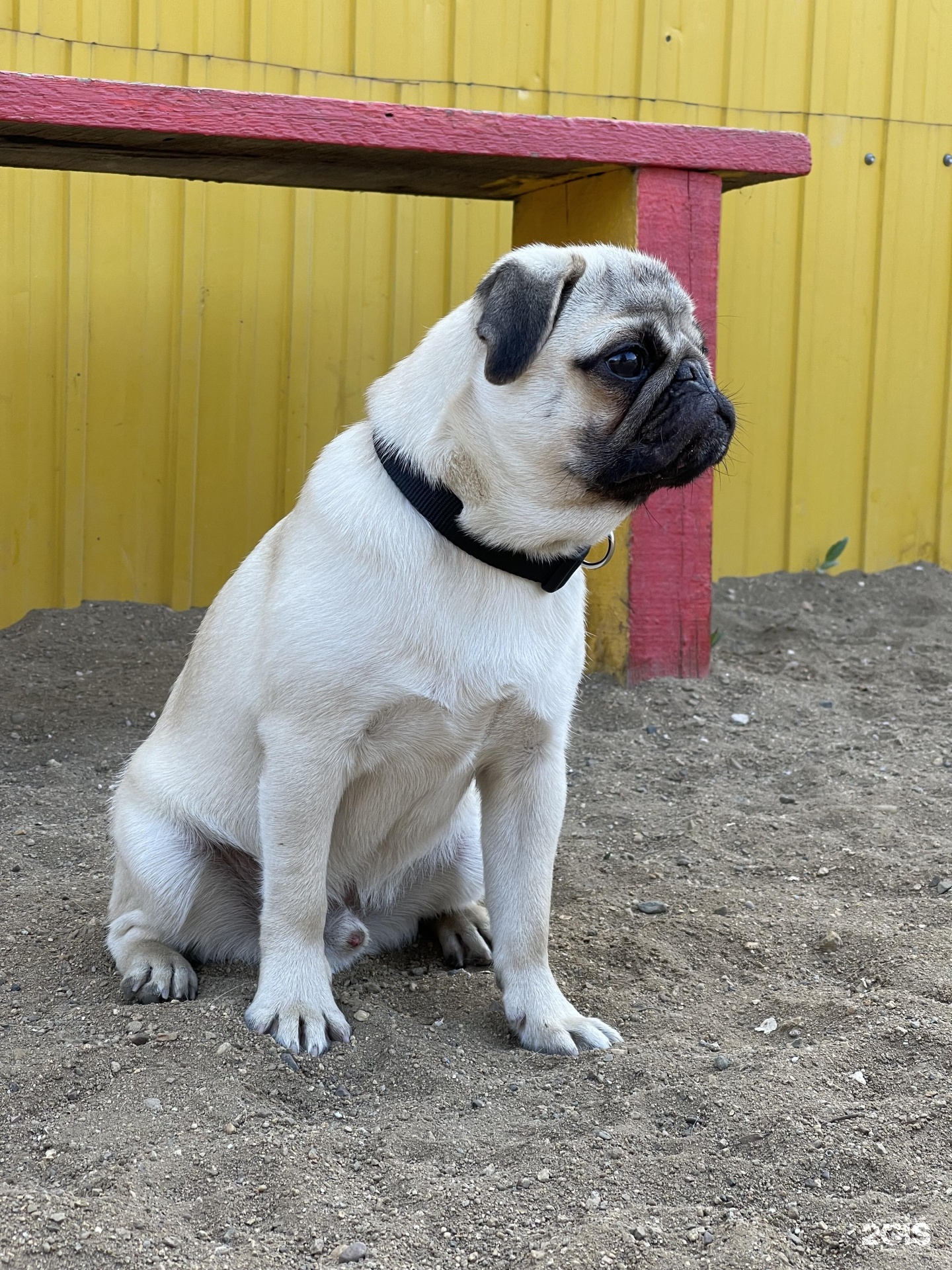 Dog school, центр дрессировки собак, Геодезическая, 21Б, Чита — 2ГИС