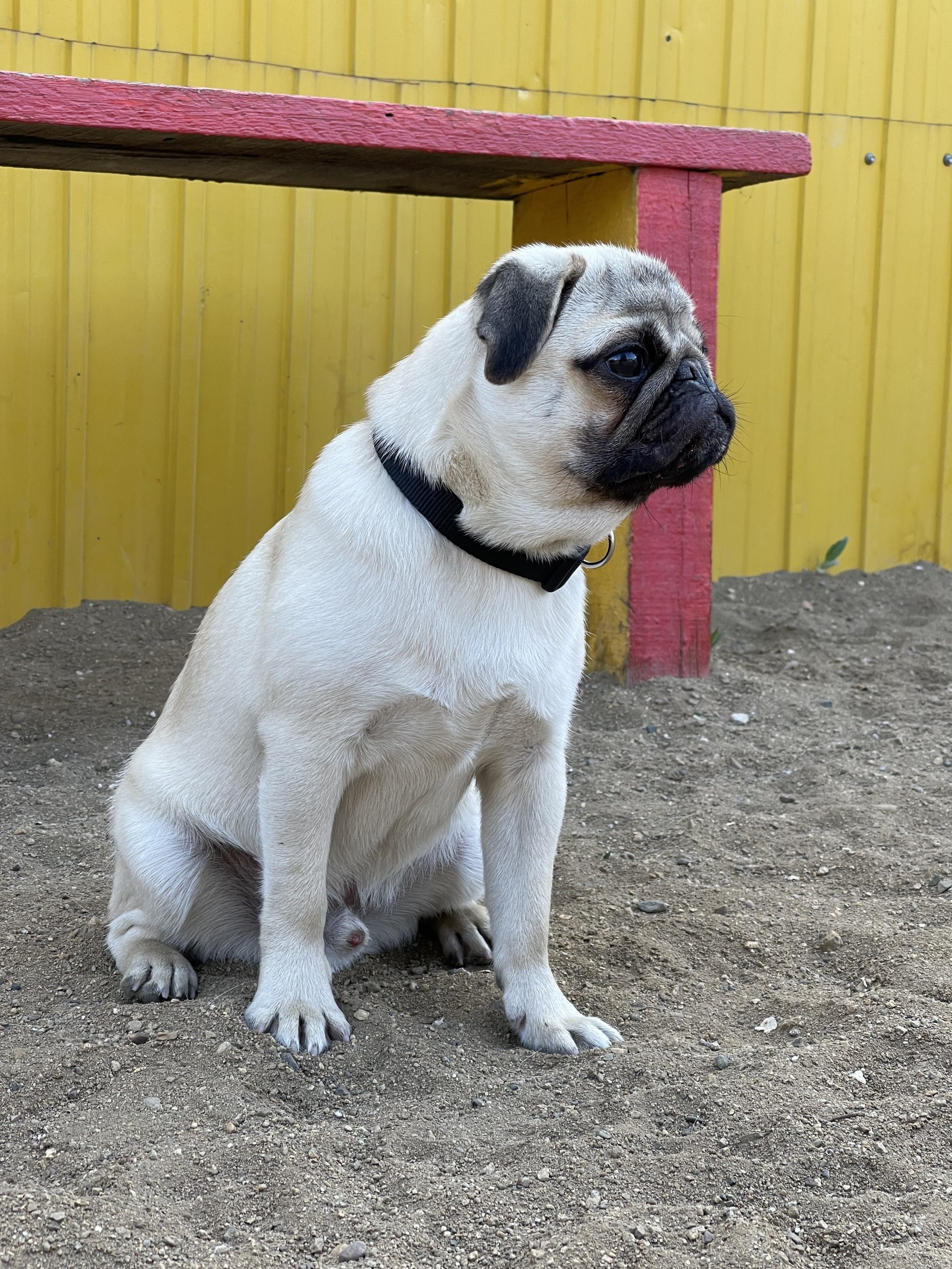 Dog school, центр дрессировки собак, Геодезическая, 21Б, Чита — 2ГИС