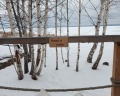Holidays Forest: отзыв от Алина Щепеткова