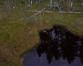 Mystic Hills: отзыв от Даниил из тг @resto_mesto