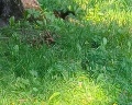 Дворцовый парк: отзыв от Витя Боровинских