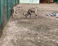 Теремки: отзыв от Анжелика Гоцман