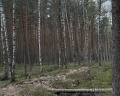 Парк «Сосновка»: отзыв от Ксюша Носова