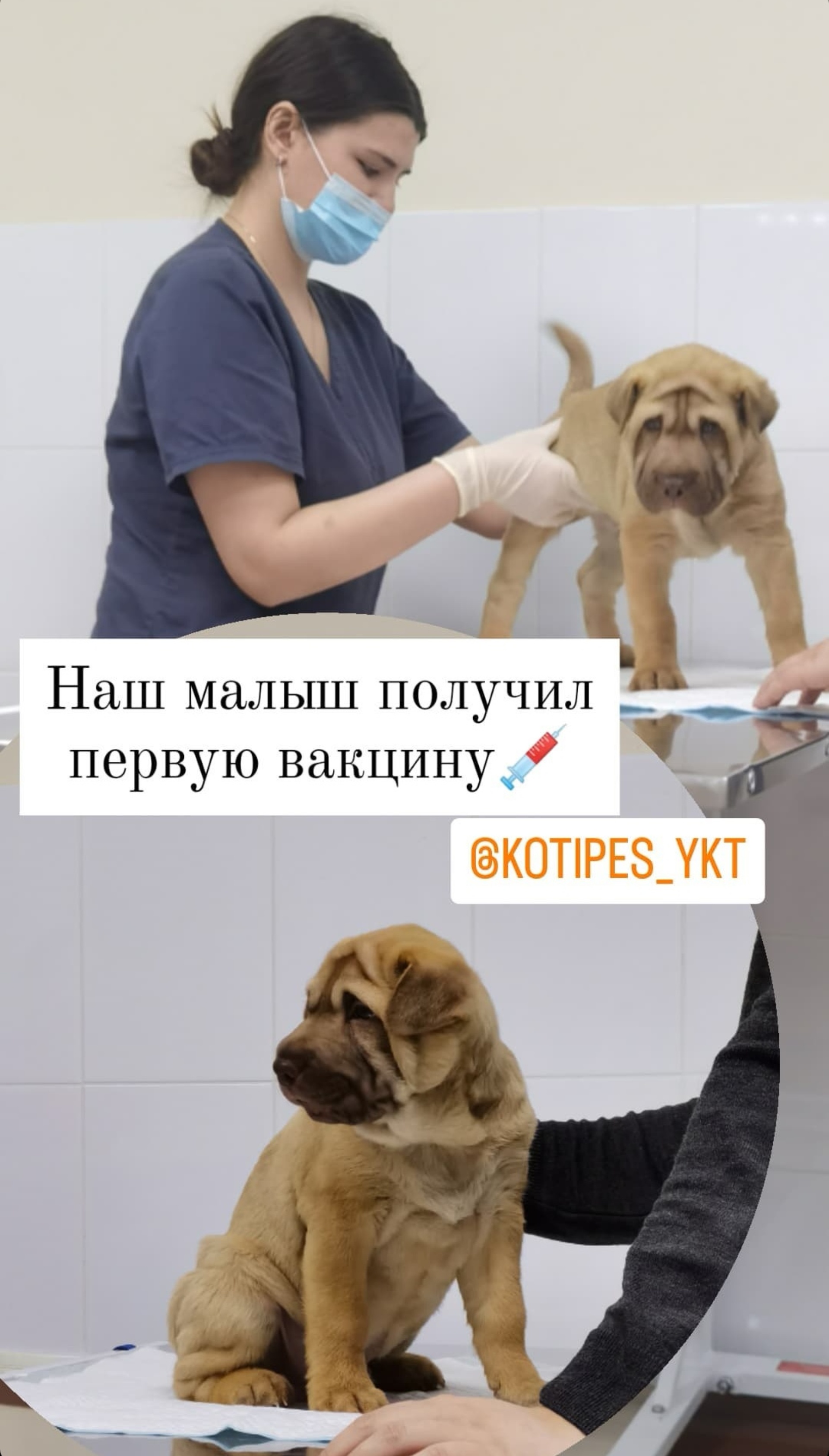 Ветеринарный центр Кот и Пес, центр ветеринарных услуг и ухода за  животными, улица Рыдзинского, 17/1, Якутск — 2ГИС