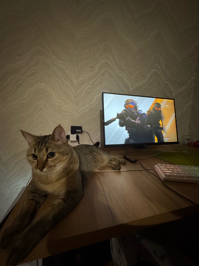 Сексуалды киска