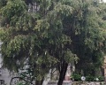 Сибирское Подворье: отзыв от Татьяна Туранова