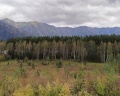 Кедровый Лафет: отзыв от Лилия Каракчеева