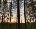Mystic Hills: отзыв от Даниил из тг @resto_mesto