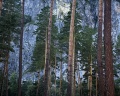 Grand Chalet Altay: отзыв от Ольга Лайкова