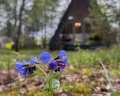 Дом в лесу: отзыв от Liliya S